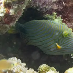 Orangestriped Triggerfish, photo 6