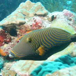 Orangestriped Triggerfish, photo 7