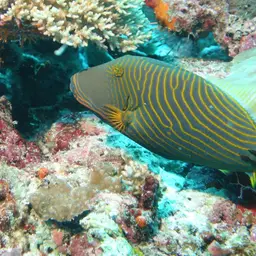 Orangestriped Triggerfish, photo 9