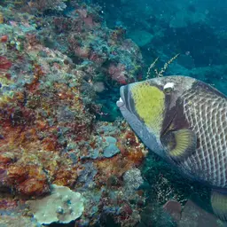 Blue-finned Triggerfish, photo 12