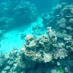 Blue-finned Triggerfish, photo 1