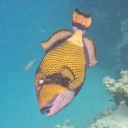 Blue-finned Triggerfish, photo 2