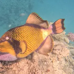 Blue-finned Triggerfish, photo 3