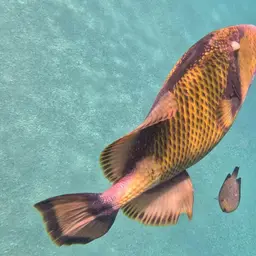 Blue-finned Triggerfish, photo 4