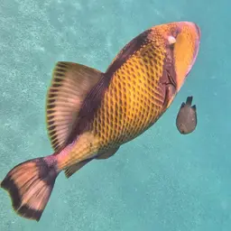 Blue-finned Triggerfish, photo 5