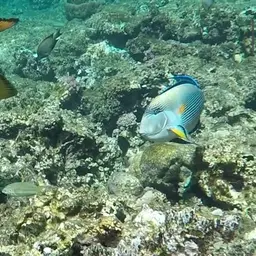 Blue-finned Triggerfish, photo 6