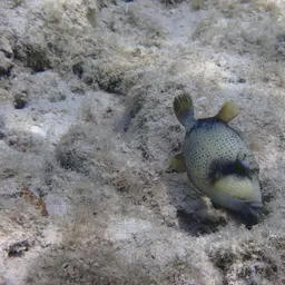 Blue-finned Triggerfish, photo 7