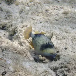 Blue-finned Triggerfish, photo 8