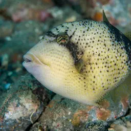 Blue-finned Triggerfish, photo 9