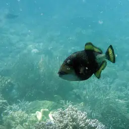 Blue-finned Triggerfish, photo 10