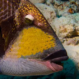 Blue-finned Triggerfish, photo 11