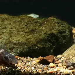 Black Lizard Loach