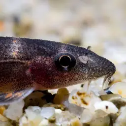 Black Lizard Loach, photo 2