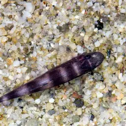 Black Lizard Loach, photo 3
