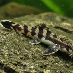 Black Lizard Loach, photo 11
