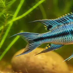 Banded Dwarf Cichlid, photo 7