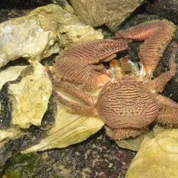 banded porcelain crab, photo 1