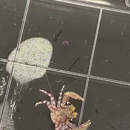 banded porcelain crab, photo 2