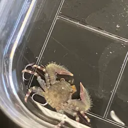 banded porcelain crab, photo 3