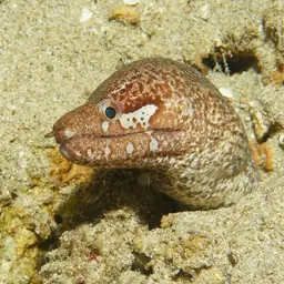 Bar-tail Moray, photo 1