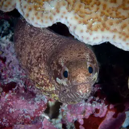 Bar-tail Moray, photo 2