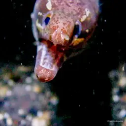 Bar-tail Moray, photo 3