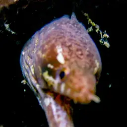 Bar-tail Moray, photo 4