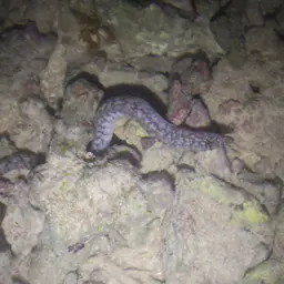 Bar-tail Moray, photo 5