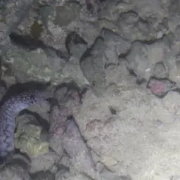 Bar-tail Moray, photo 6