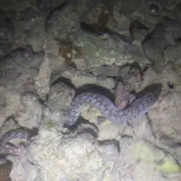 Bar-tail Moray, photo 7