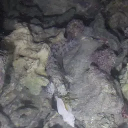 Bar-tail Moray, photo 8