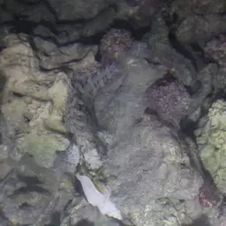 Bar-tail Moray, photo 9