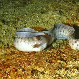 Bar-tail Moray, photo 10