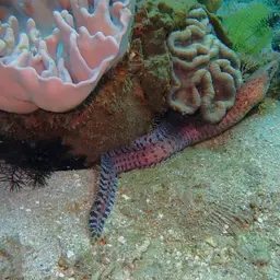Bar-tail Moray, photo 11