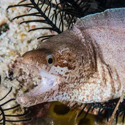 Bar-tail Moray, photo 12
