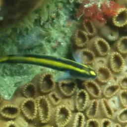 Barber Goby, photo 2
