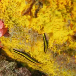 Barber Goby, photo 3