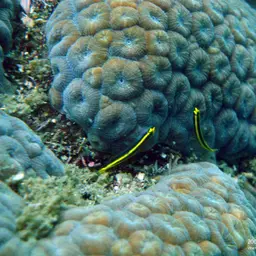 Barber Goby, photo 4