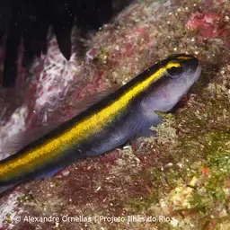 Barber Goby, photo 5