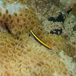 Barber Goby, photo 6
