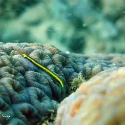 Barber Goby, photo 7