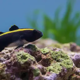 Barber Goby, photo 8