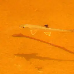 Sucker Barb, photo 3