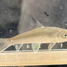 Sucker Barb, photo 5