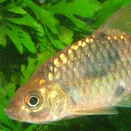 Saddle Barb