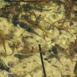 Saddle Barb, photo 2