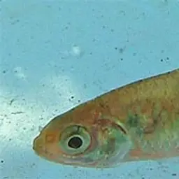 Saddle Barb, photo 3