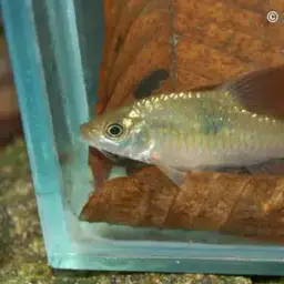 Saddle Barb, photo 4