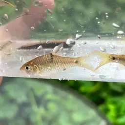 Saddle Barb, photo 5
