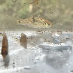 Saddle Barb, photo 6